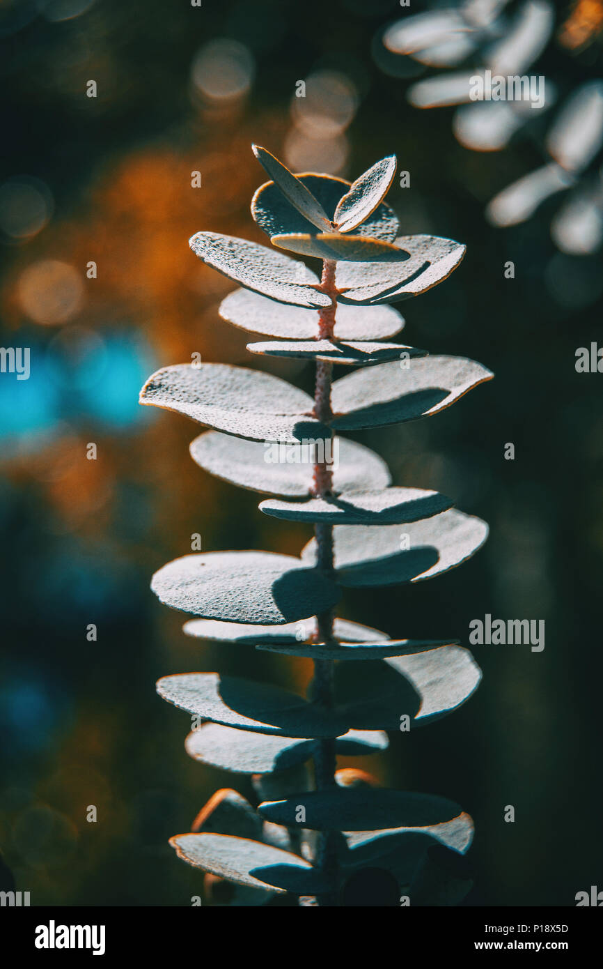 Get Book Leaf Eucalyptus Gif