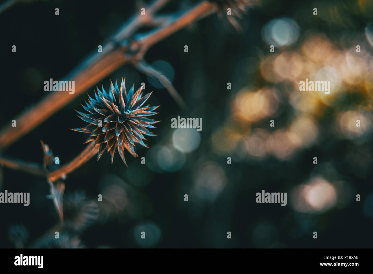 round and dry fruit of eryngium yuccifolium in nature with natural light Stock Photo Alamy