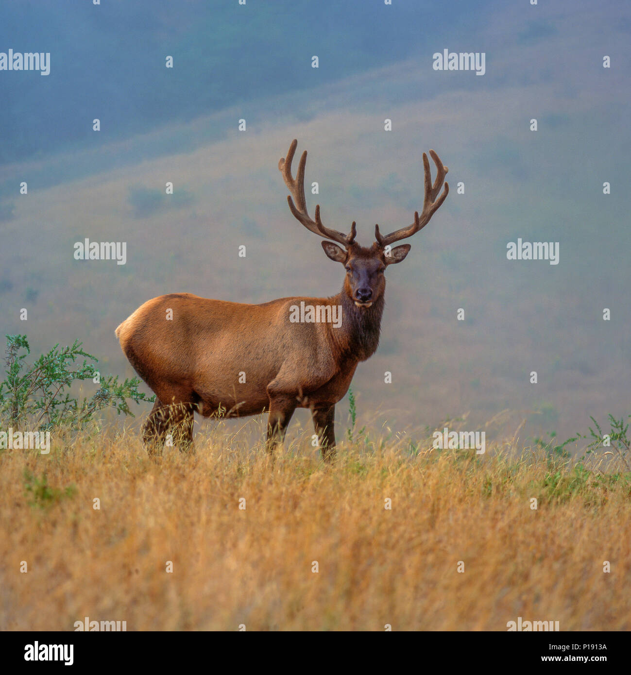Roosevelt Elk, Cervus canadensis roosevelti, Sinkyone Wilderness State Park, Lost Coast, Mendocino County, California Stock Photo
