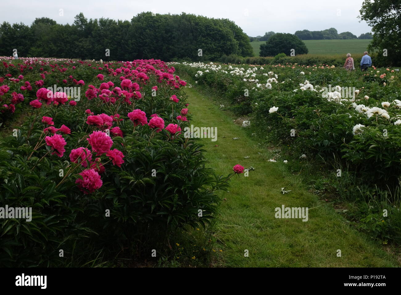 Wide View Of Peony Farm Stock Photo Alamy