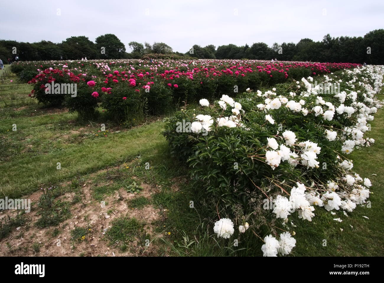 Wide View Of Peony Farm Stock Photo Alamy
