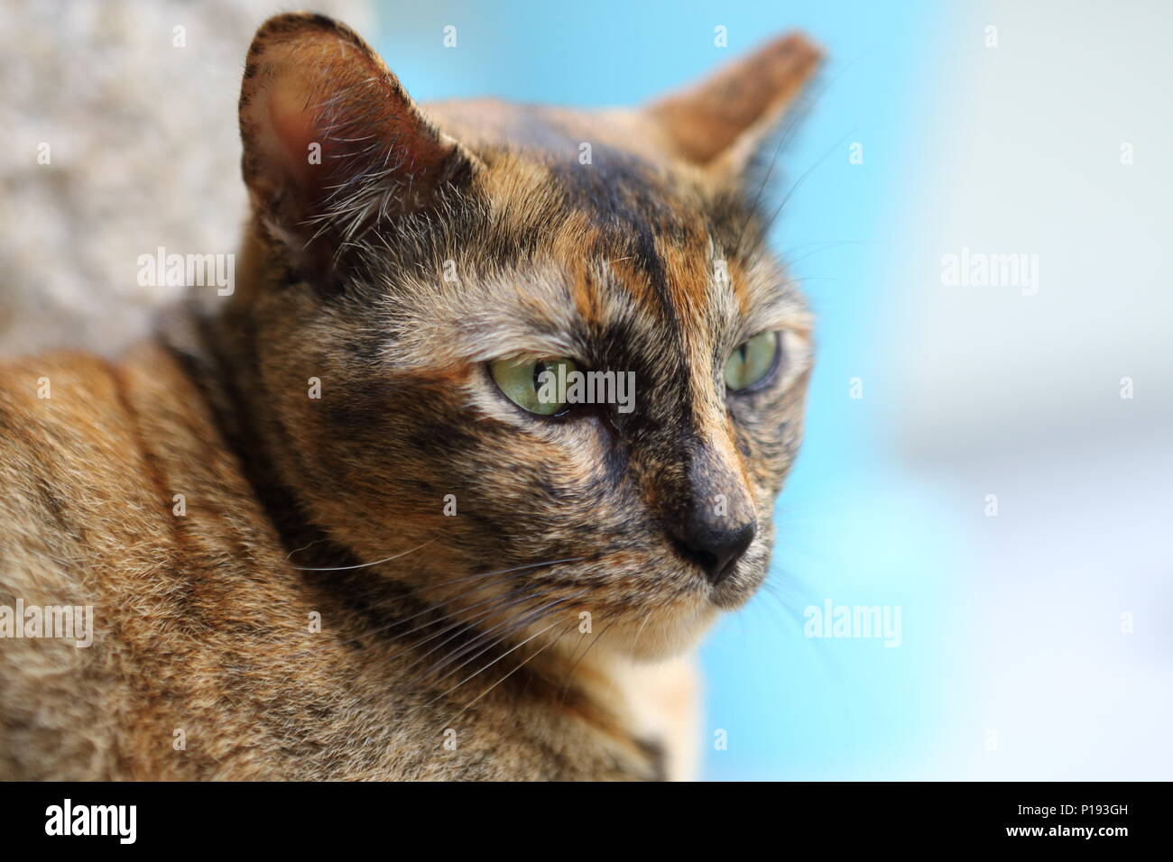 Close up of a tortoiseshell cat expression. Singapore Stock Photo