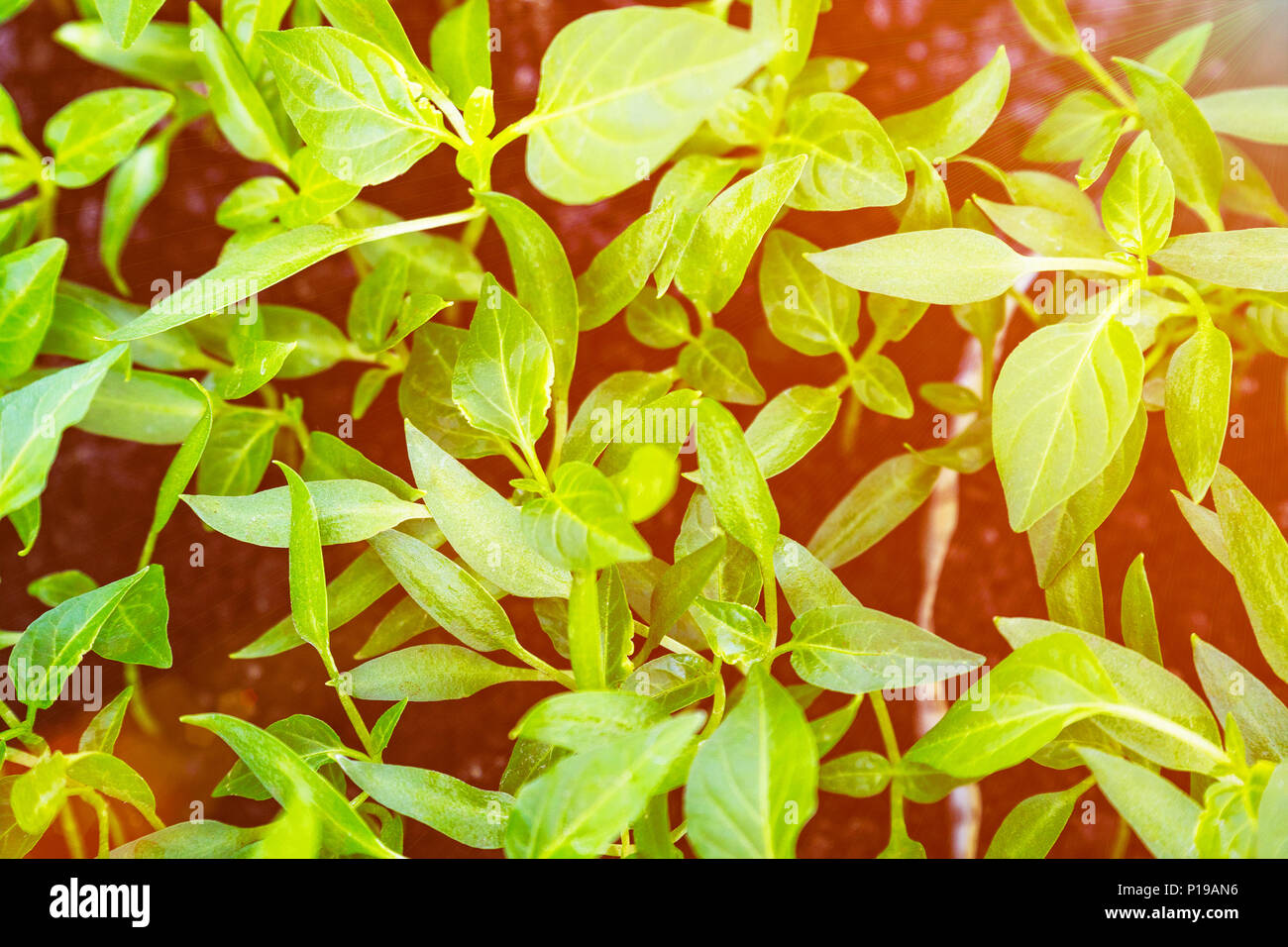 Capsicum Seedling High Resolution Stock Photography And Images Alamy