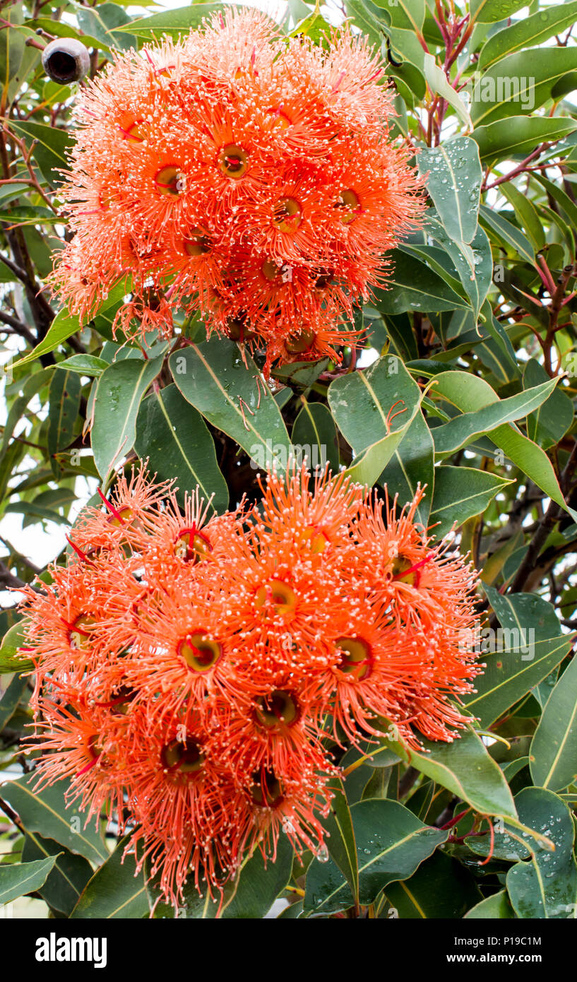 Eucalyptus blossom hires stock photography and images Alamy
