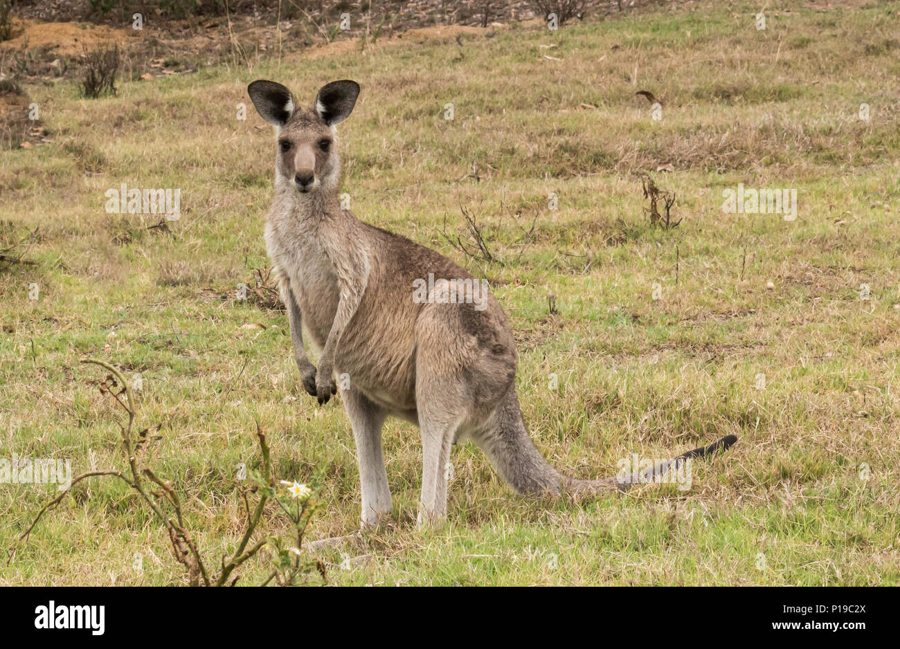 Australian native Kangaroo standing in green grass field looking to camera Stock Photo