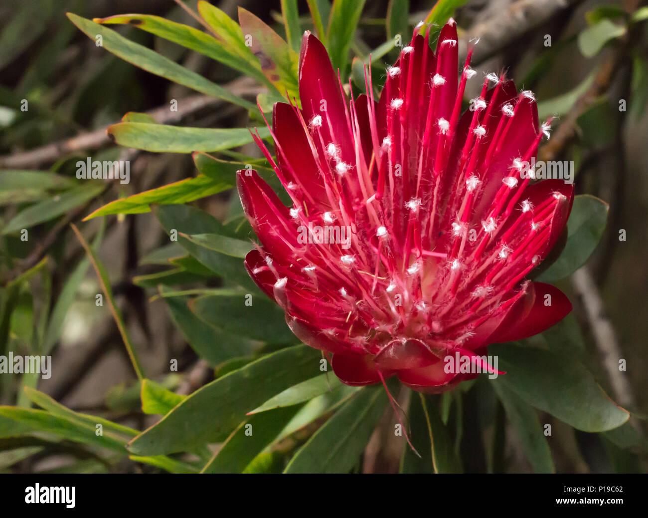 Red tropical flower blossom on Protea bush against green leaves Stock Photo