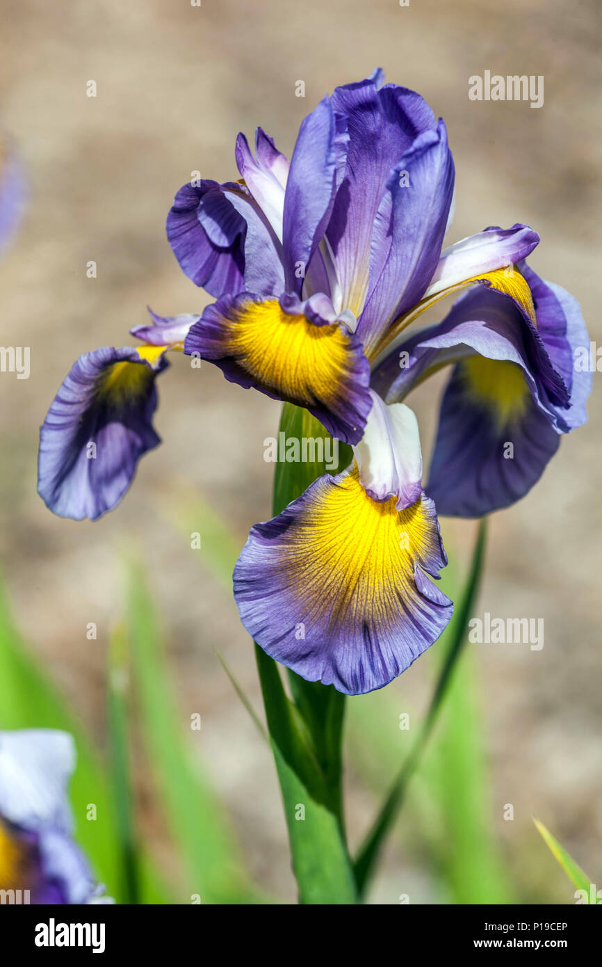 Iris spuria ' Levandule ' Stock Photo