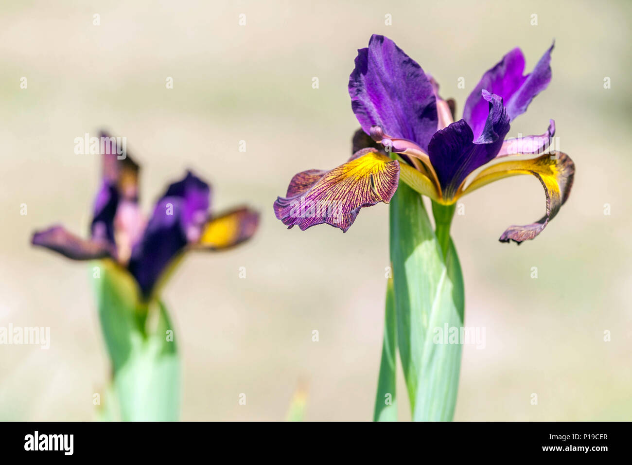Iris spuria ' Temna noc ' Irises Stock Photo