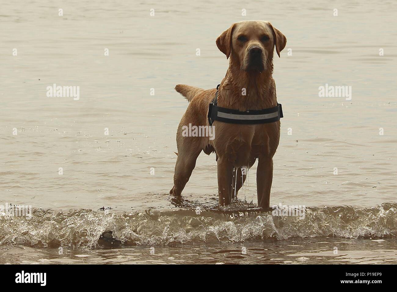 Golden lab stood proudly at waters edge Stock Photo