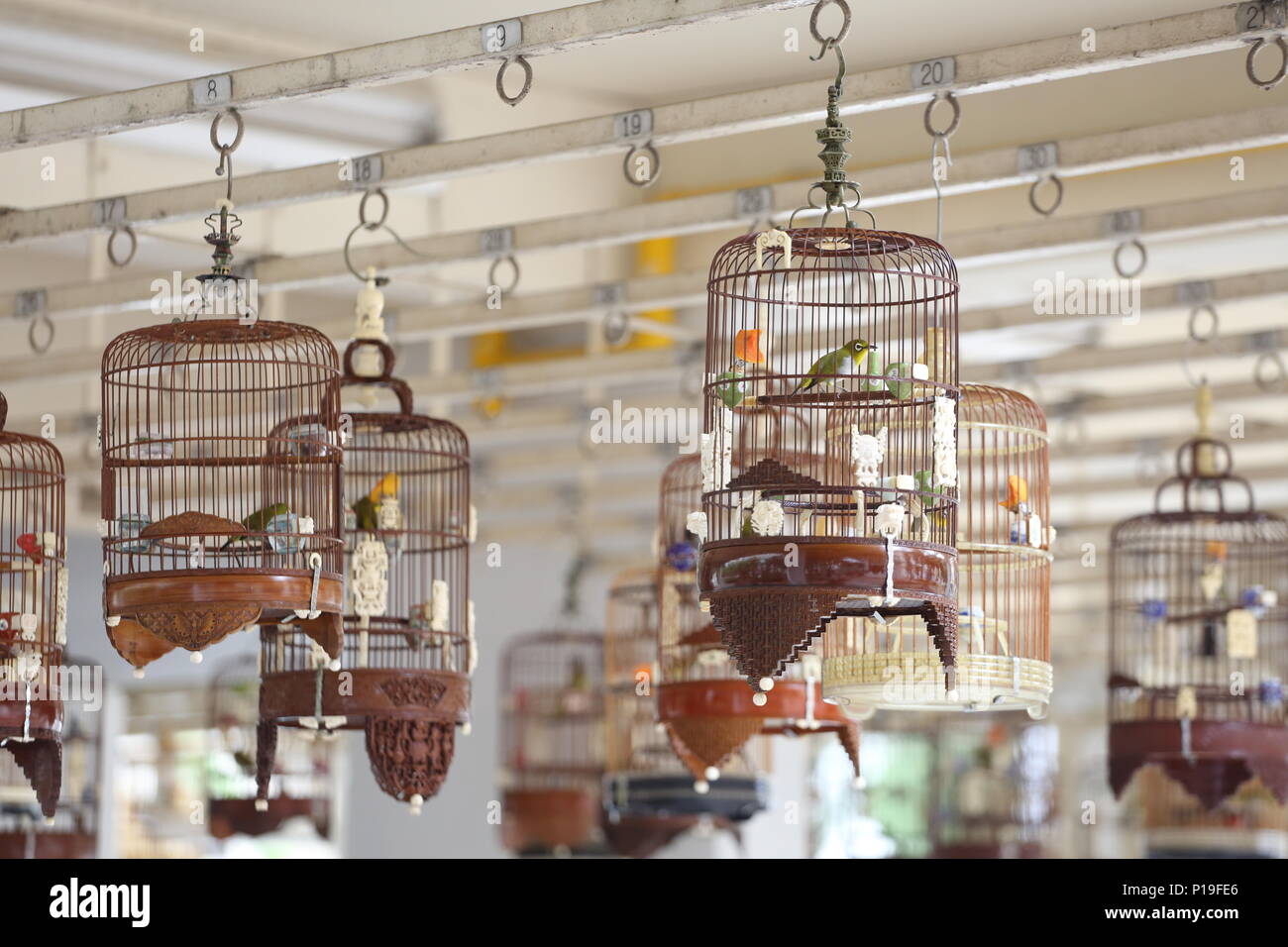 Bird owners hang up their bird cage on the ring for the birds to sing