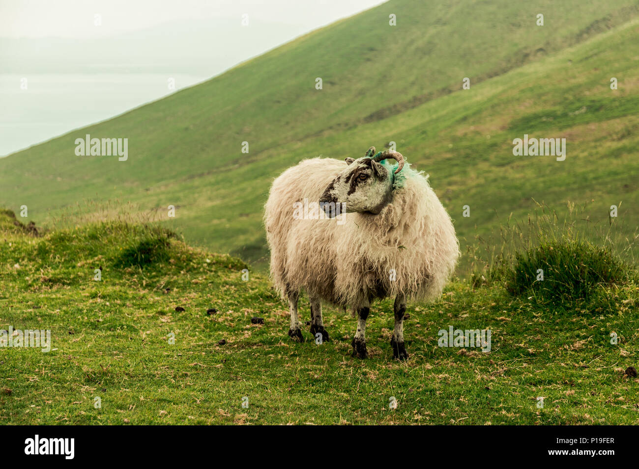 Sheep at the top of Caherconree, a 835 meter high mountain on the Dingle Peninsula in County Kerry, Ireland, the second-highest peak of the Slieve Mis Stock Photo