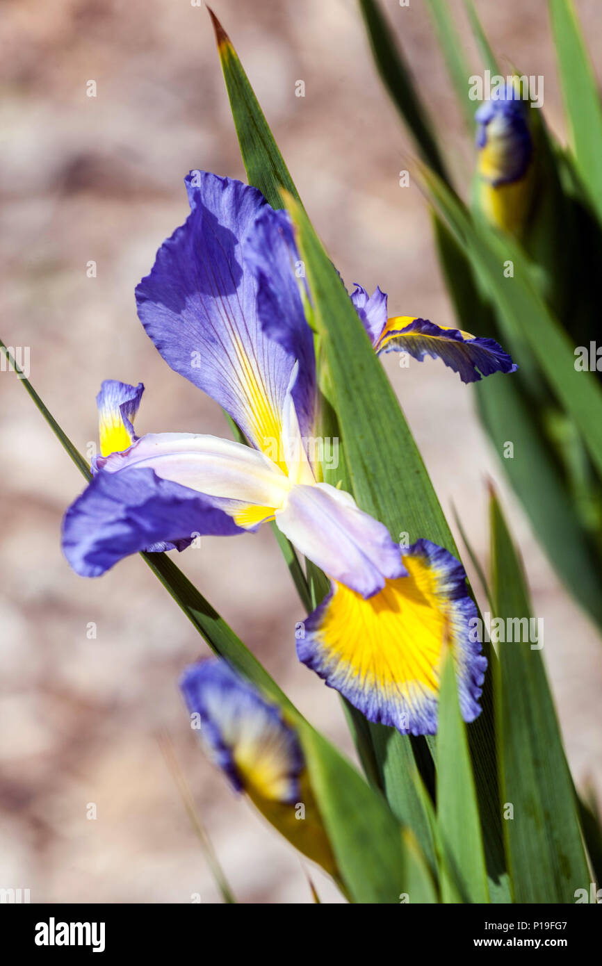 Iris spuria ' Missouri Rivers ' Stock Photo