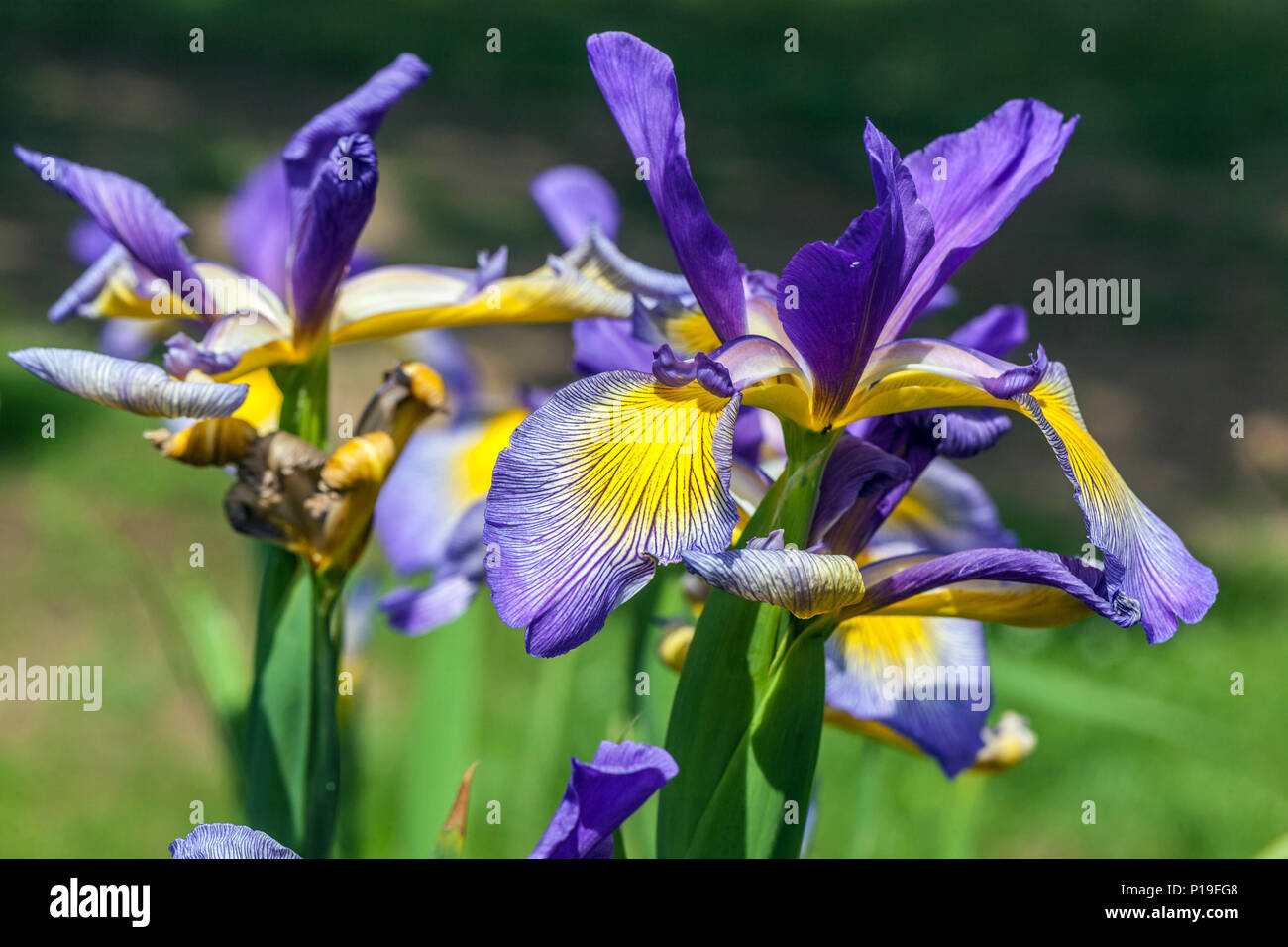 Iris spuria ' Dobrodruh ' Irises Stock Photo