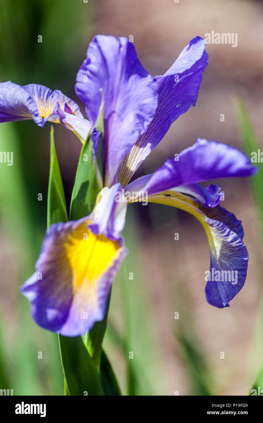 Iris spuria ' Rozevlaty ' Stock Photo
