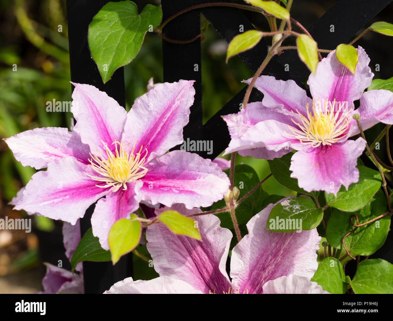 Early summer pale pink, dark pink barred single flowers of the hardy climber, Clematis 'Pulu' Stock Photo