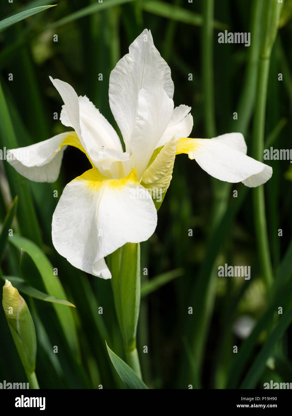Yellow throated white flower of the hardy perennial Siberian iris, Iris sibirica 'White Swirl', flowering in early summer Stock Photo