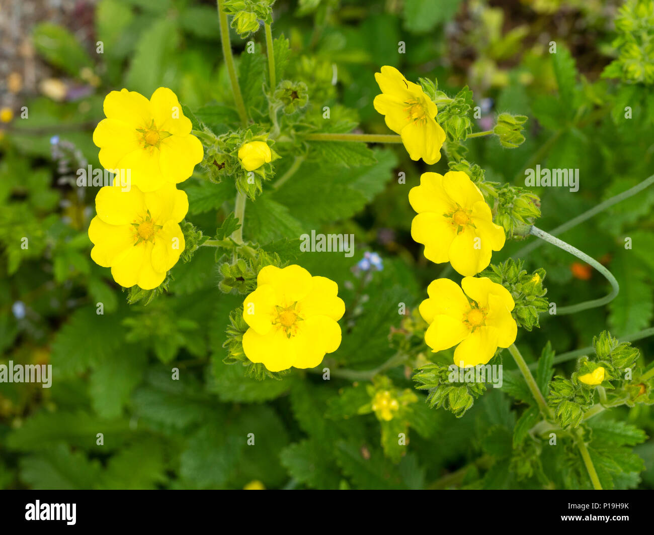 Yellow summer flowers of the long blooming perennial woolly cinquefoil, Potentilla megalantha Stock Photo