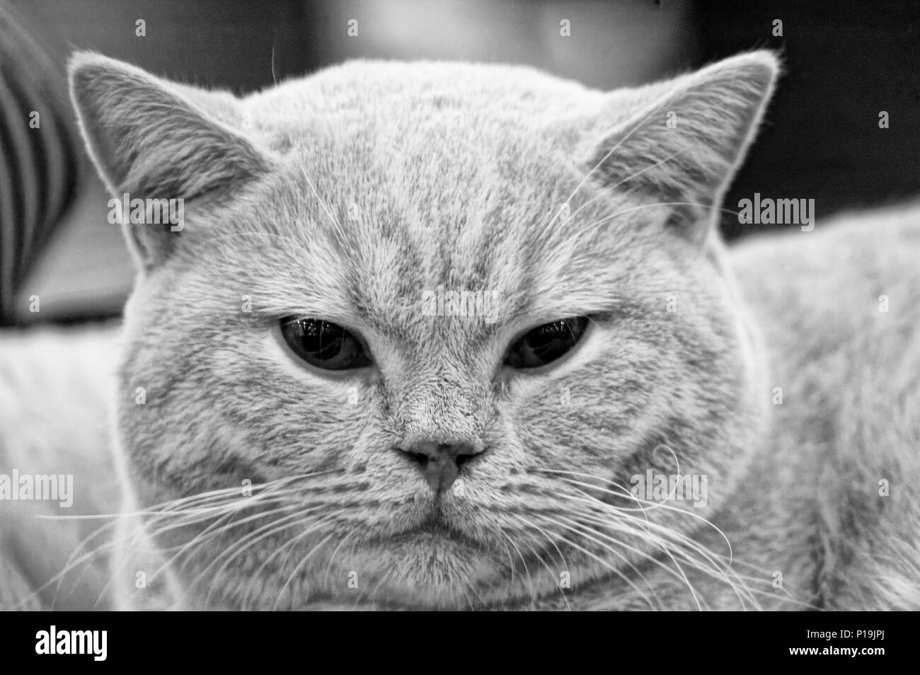 Photo kitten scottish-straight, cat images Stock Photo - Alamy