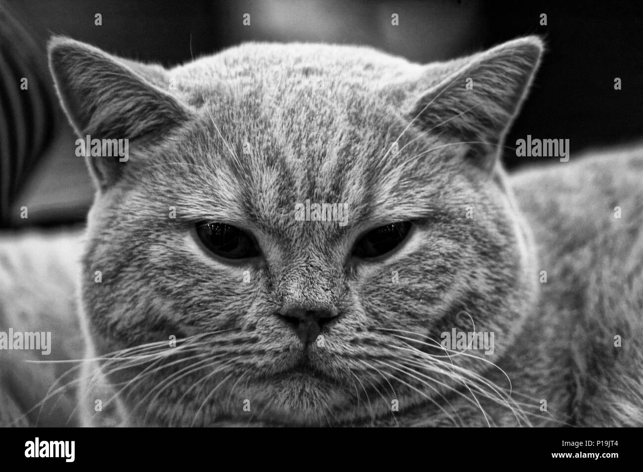 Photo kitten scottish-straight, cat images Stock Photo - Alamy