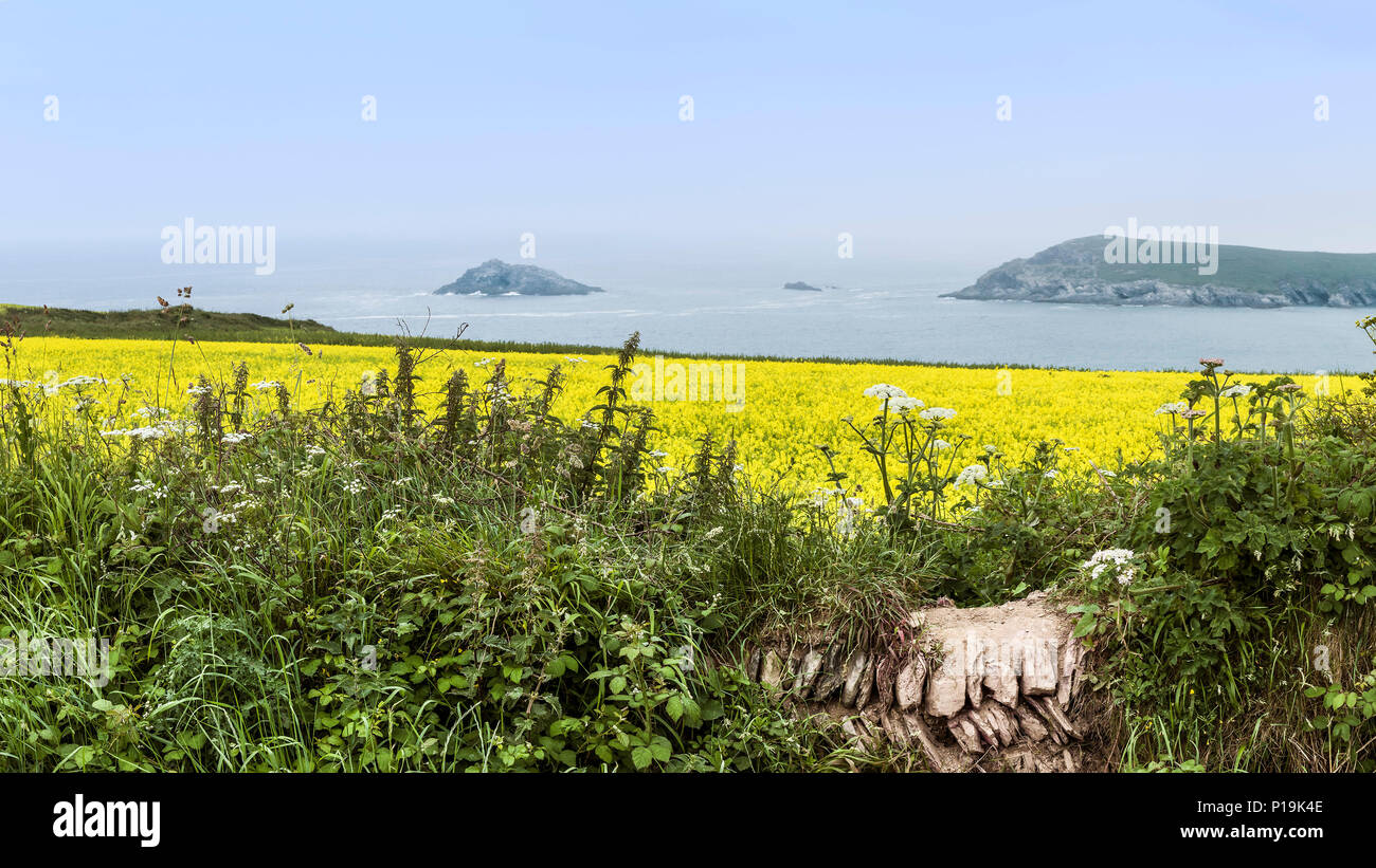 A panoramic view of a field of Wild Mustard Sinapis arvensis overlooking the sea at West Pentire in Newquay in Cornwall. Stock Photo