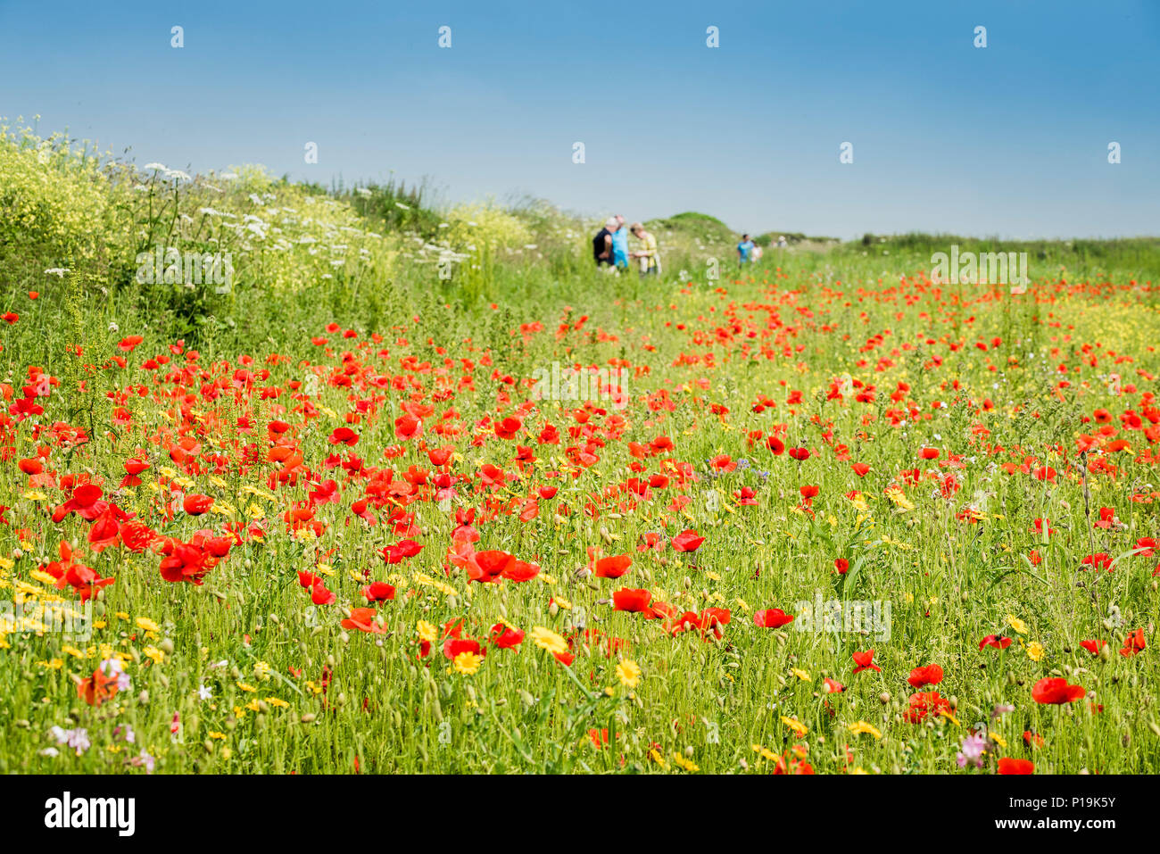 Poppies Papaver Rhoeas growing in a field at the Arable fields Project on West pentire in Newquay in Cornwall. Stock Photo