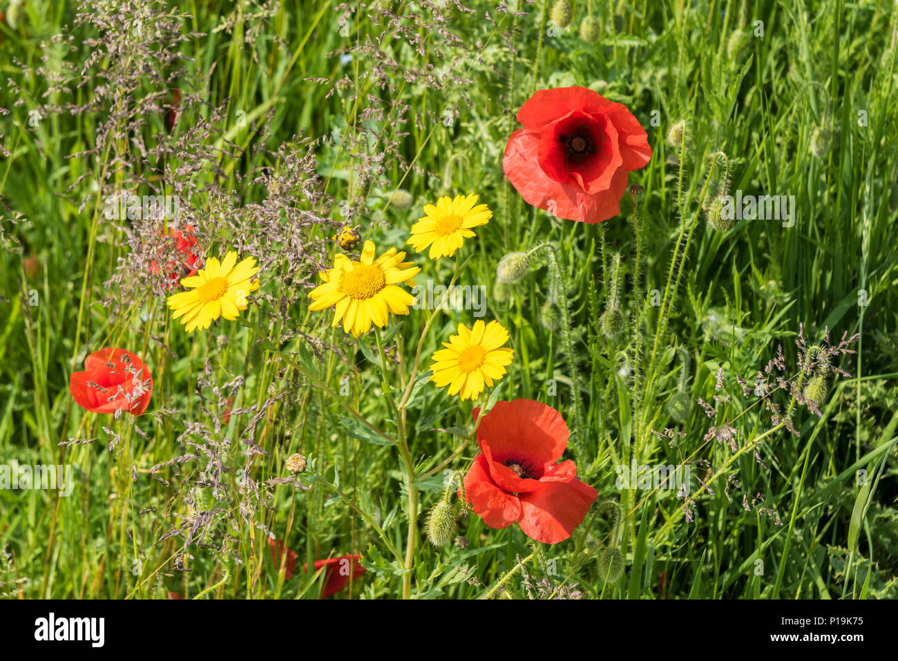 Colourful wildflowers growing in a field at the Arable Fields Project on West Pentire in Newquay in Cornwall. Stock Photo