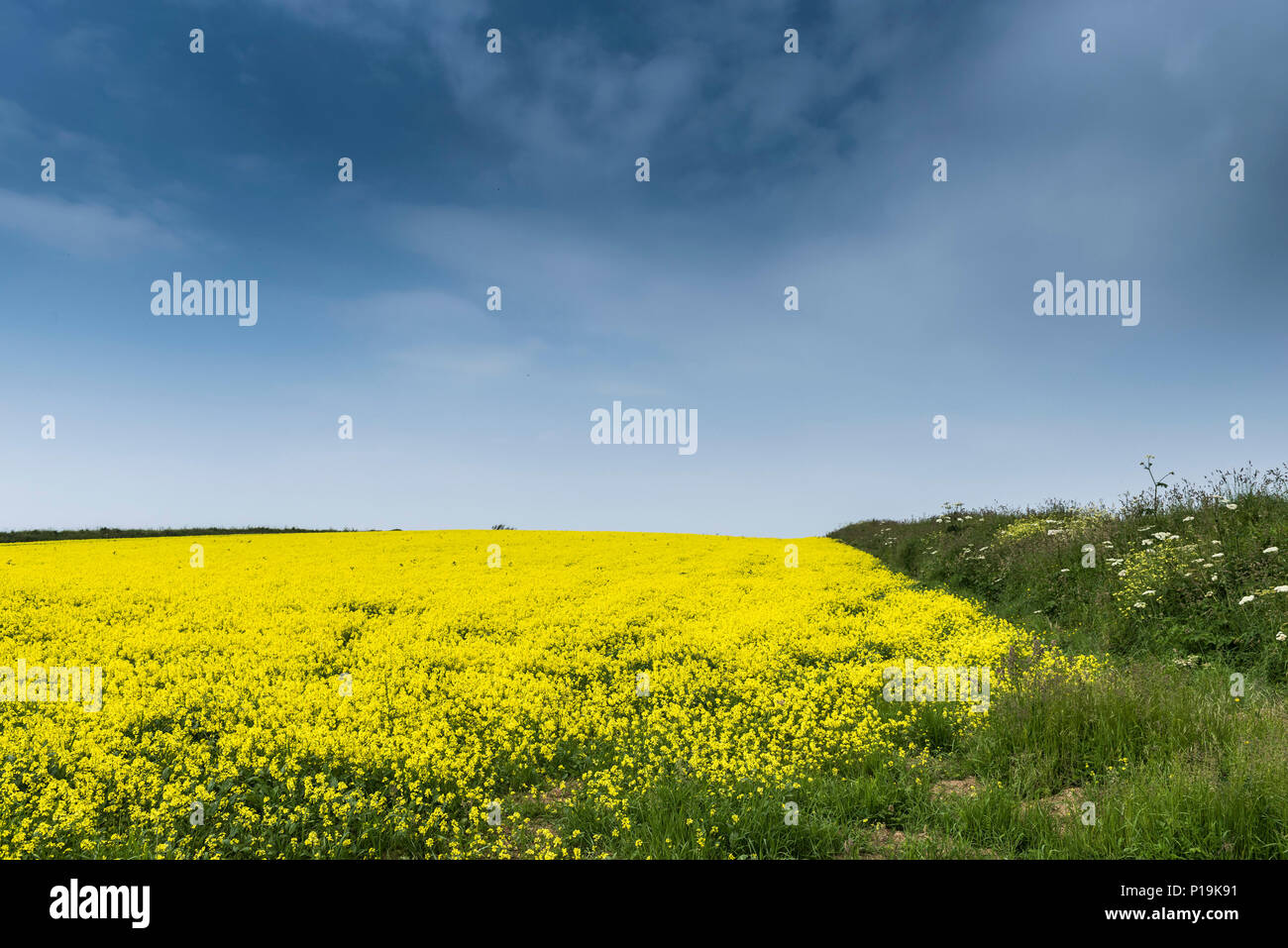 Wild Mustard Sinapis arvensis growing in a field at the Arable Fields