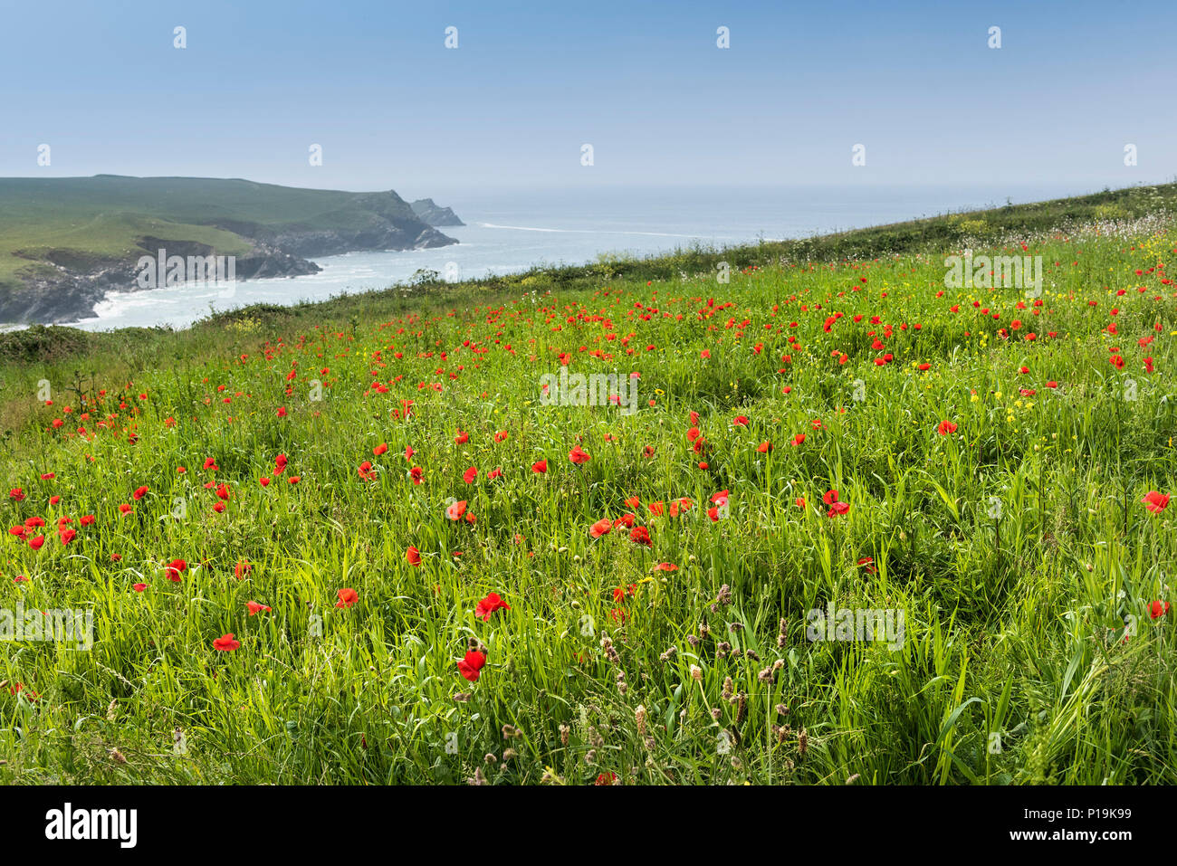 Colourful wildflowers growing in a field at the Arable Fields Project near Polly Joke on West Pentire in Newquay in Cornwall. Stock Photo