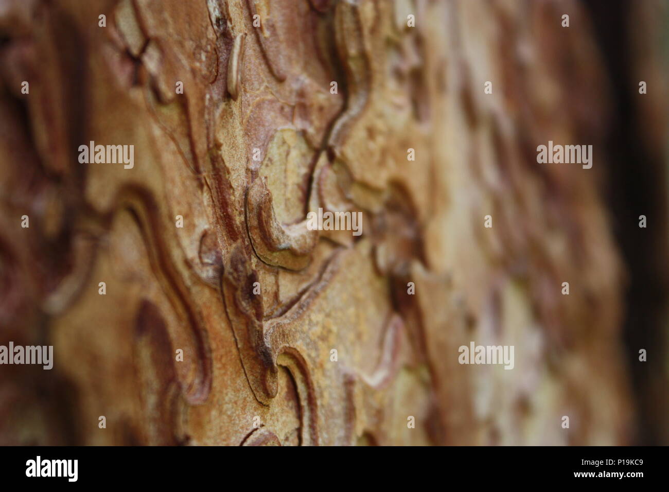 Abstract tree bark Stock Photo