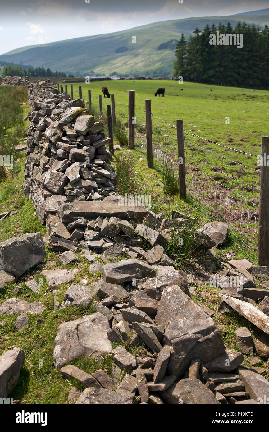 Collapsed traditional dry stone wall and new wire fence in the Brecon Beacons National Park, Wales, UK Stock Photo