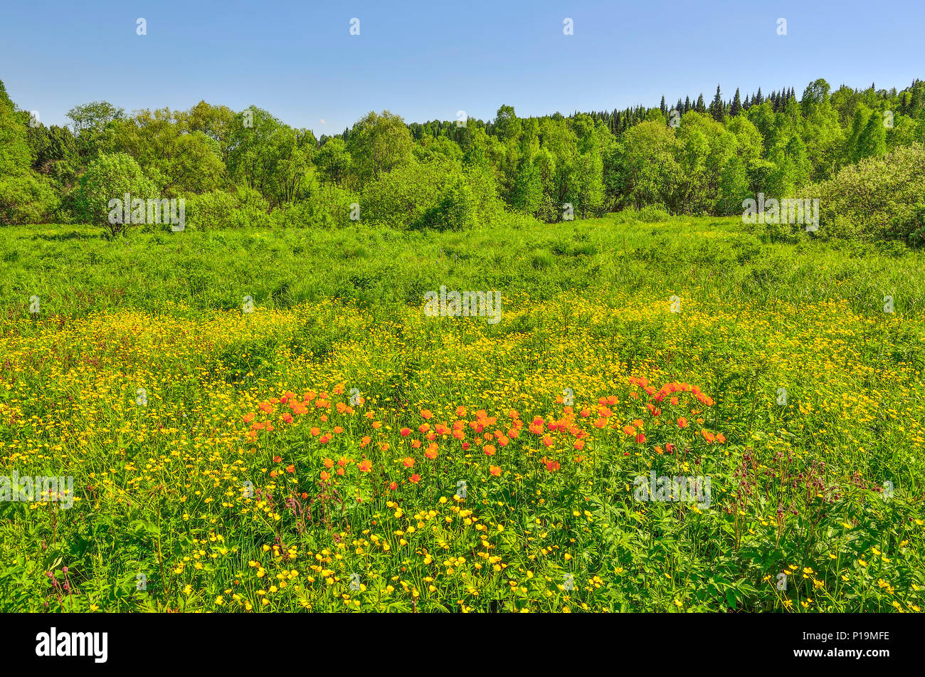 Summer view of rural landscape with blossoming forest glade or meadow. Wild orange flowers Trollius altaicus, Ranunculaceae flowering on spring field  Stock Photo