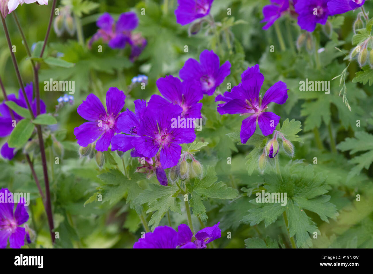 Geranium in full flower in Fife Scotland UK Stock Photo