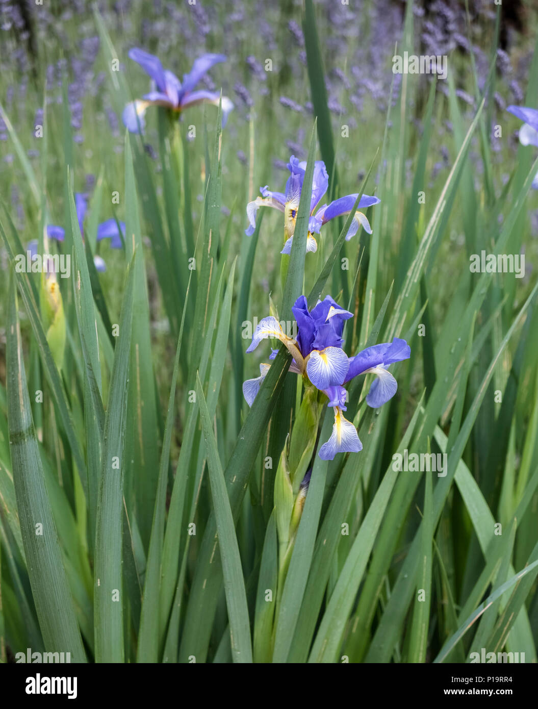 Siberian iris plant (Perry's Blue) in flower, a member of the Iridaceae family, late spring (May). Stock Photo