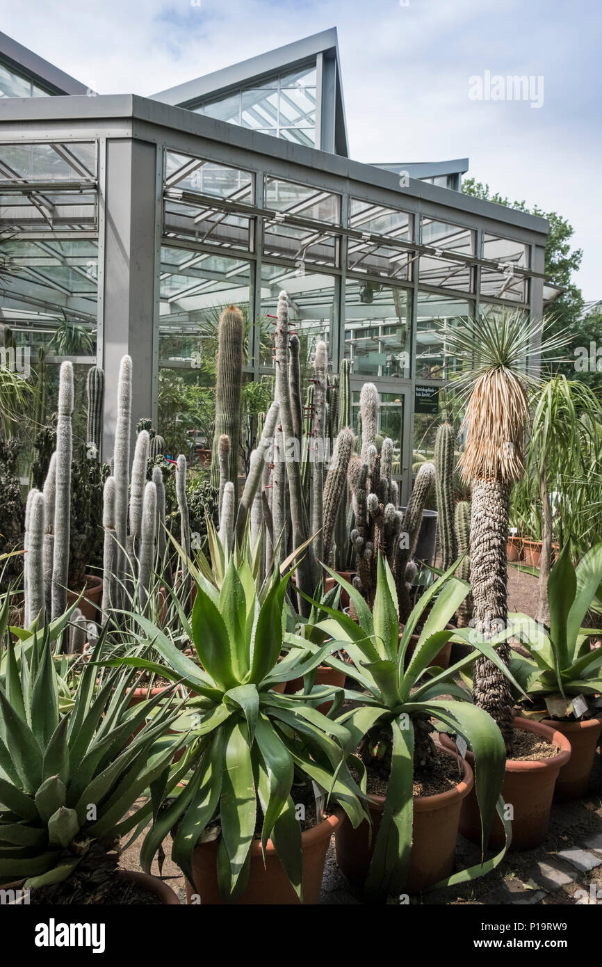 Cacti Container Plants In Sunshine Outside The Tropicarium