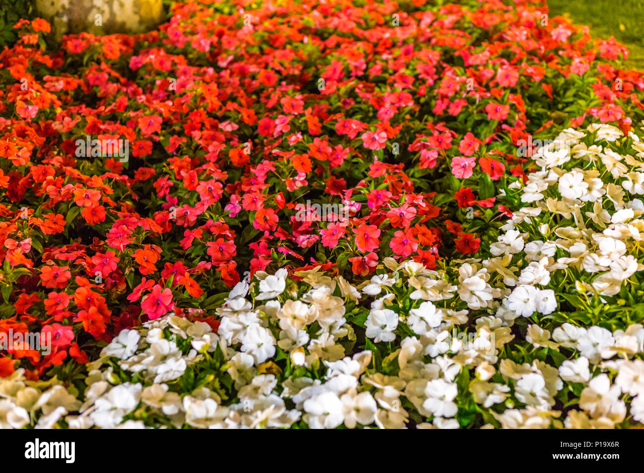background of red and white flowers with green leaves Stock Photo