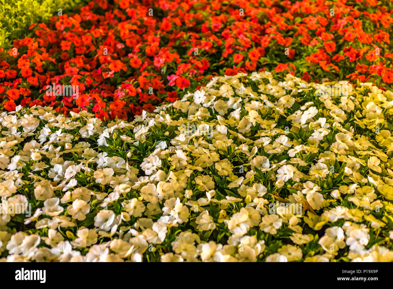 background of red and white flowers with green leaves Stock Photo
