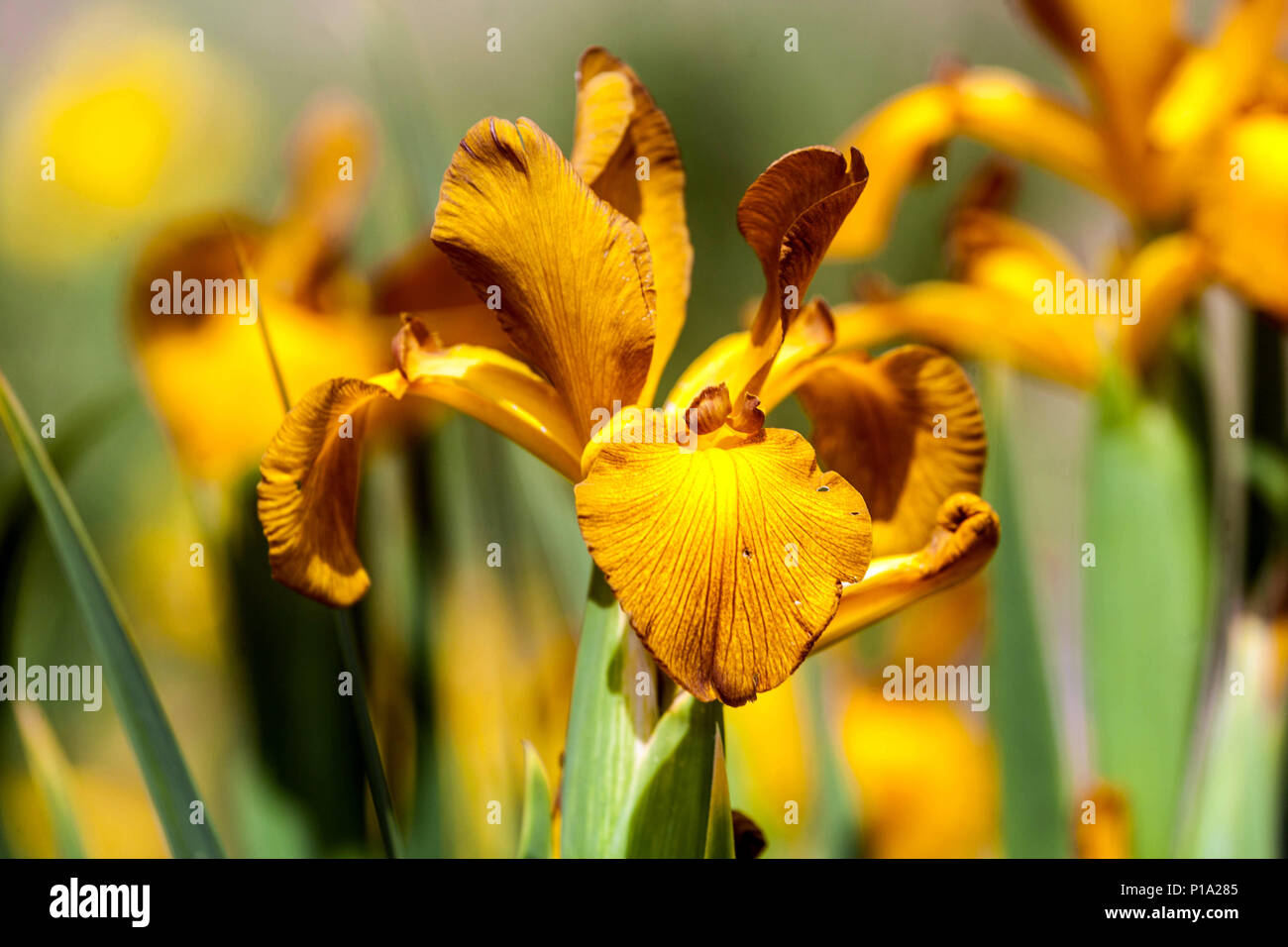Iris spuria 'Imperial Bronze'  Orange Iris flower, June flowers Irises Stock Photo
