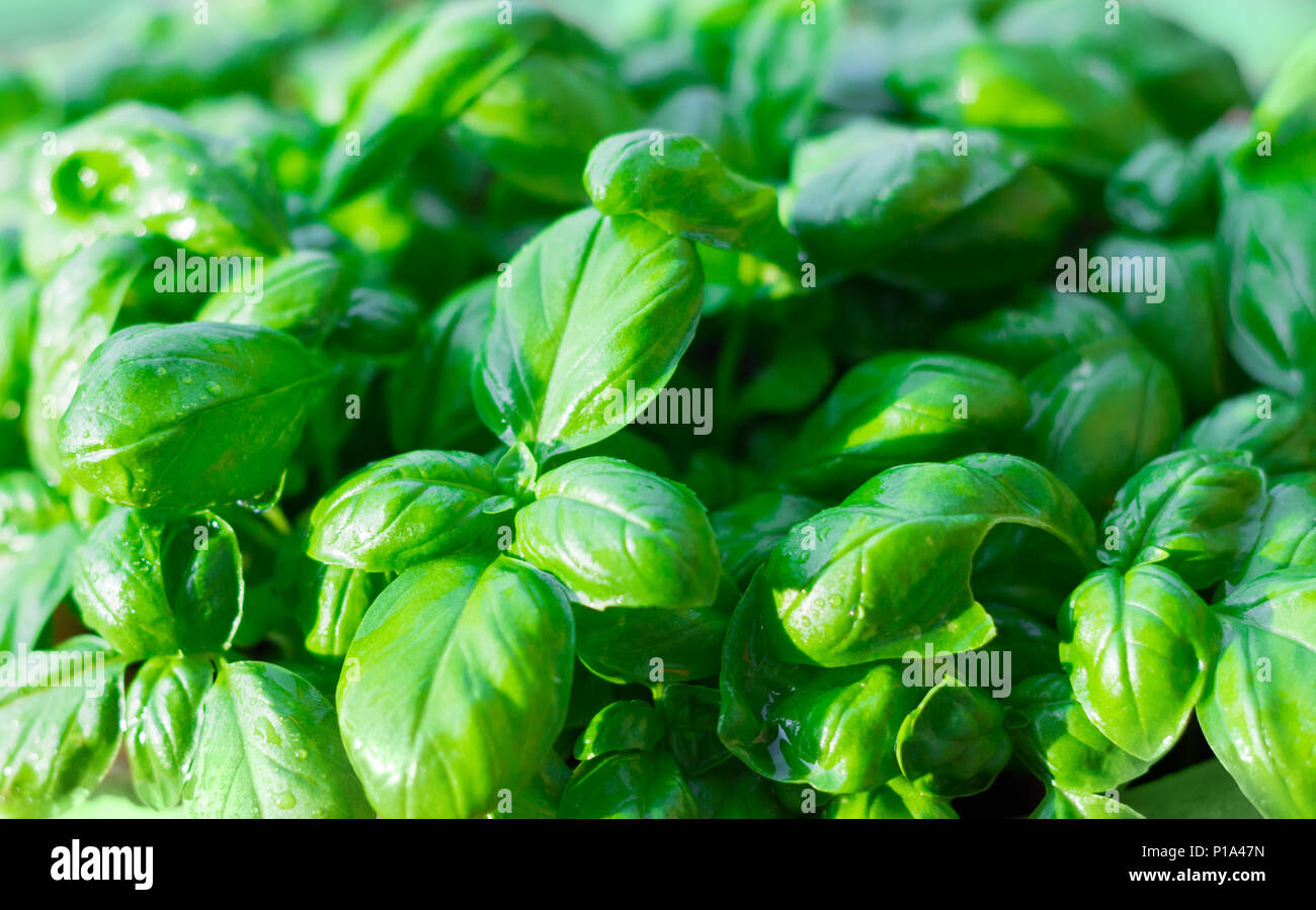 closeup of basil leaves Stock Photo