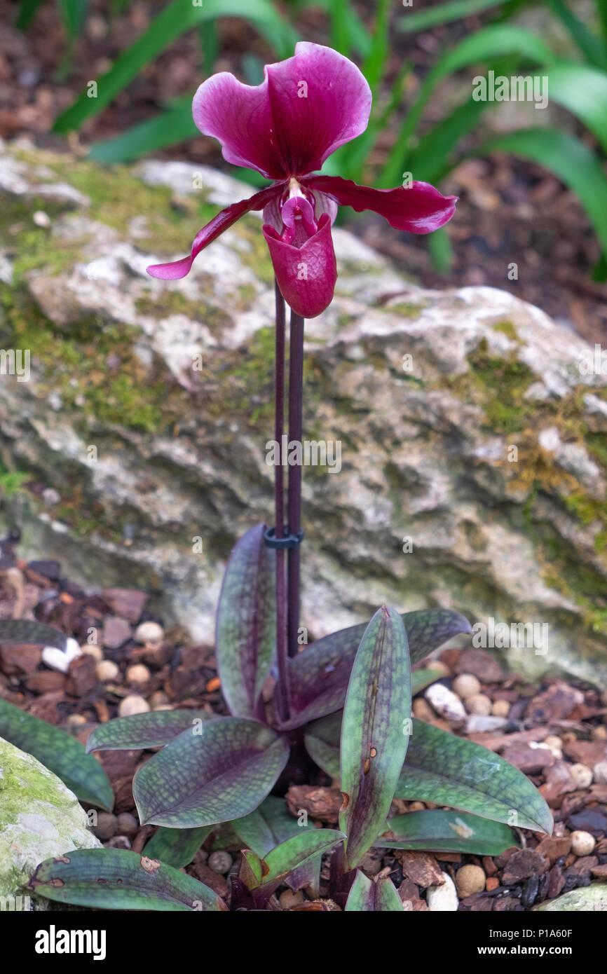 Paphiopedilum (Lady's Slipper) Orchid at botanical garden Stock Photo