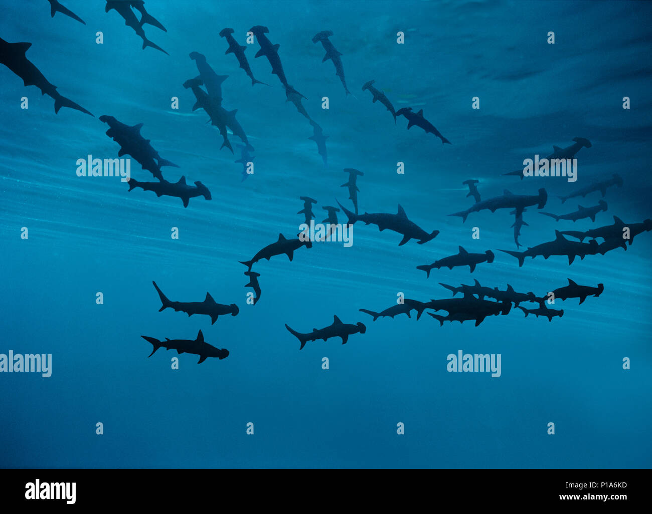 Scalloped Hammerhead Sharks (Sphyrna lewini) schooling in current with Barberfishes (Heniochus nigrirostris), Cocos Island, Costa Rica - Pacific Ocean Stock Photo