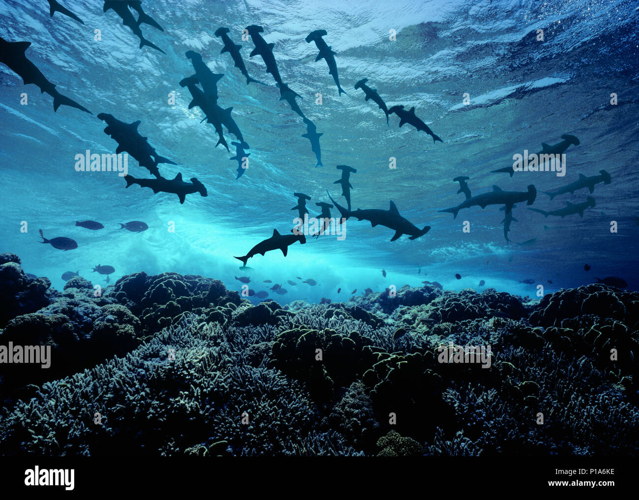 Scalloped Hammerhead Sharks (Sphyrna lewini) schooling in current with Barberfishes (Heniochus nigrirostris), Cocos Island, Costa Rica - Pacific Ocean Stock Photo