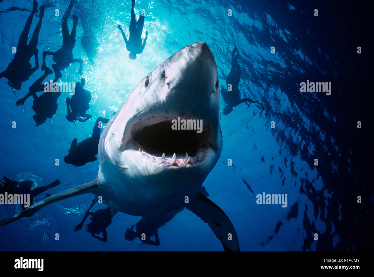 Great White Shark (Carcharodon carcharias), Guadalupe Island, Mexico - Pacific Ocean.   Image digitally altered to remove distracting or to add more i Stock Photo