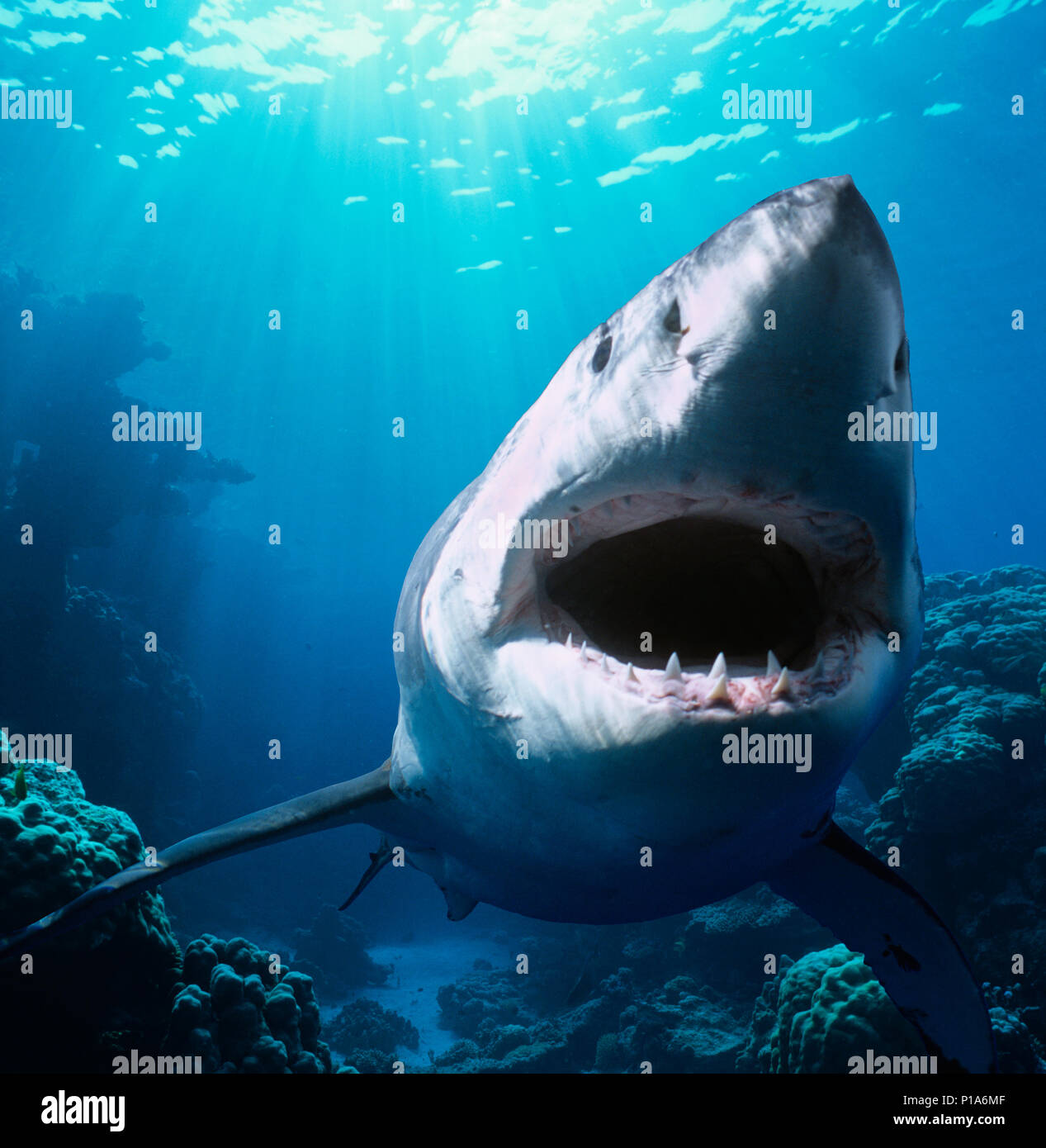 Great White Shark (Carcharodon carcharias), Guadalupe Island, Mexico - Pacific Ocean.   Image digitally altered to remove distracting or to add more i Stock Photo
