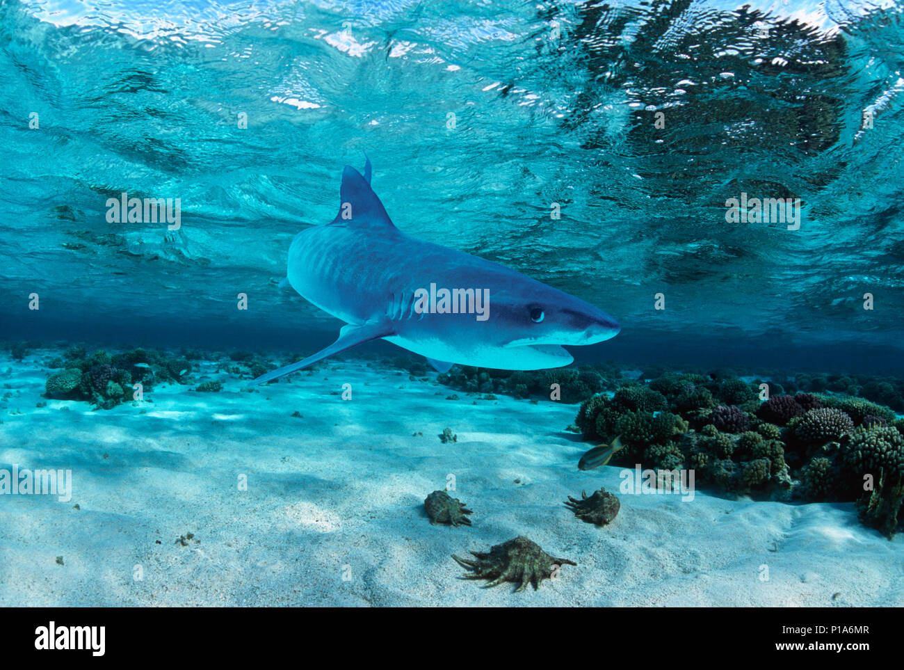 Tiger Shark (Galeocerdo cuvier), Egypt - Red Sea.   Image digitally altered to remove distracting or to add more interesting background. The main subj Stock Photo