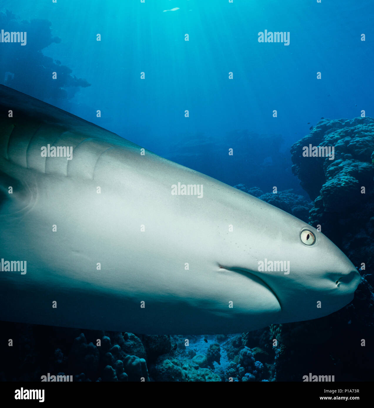 Caribbean Reef Shark (Carcharhinus perezi) hunting Yellowtail Snappers (Ocyurus chrysurus), Bahamas - Caribbean Sea. Image digitally altered to remove Stock Photo