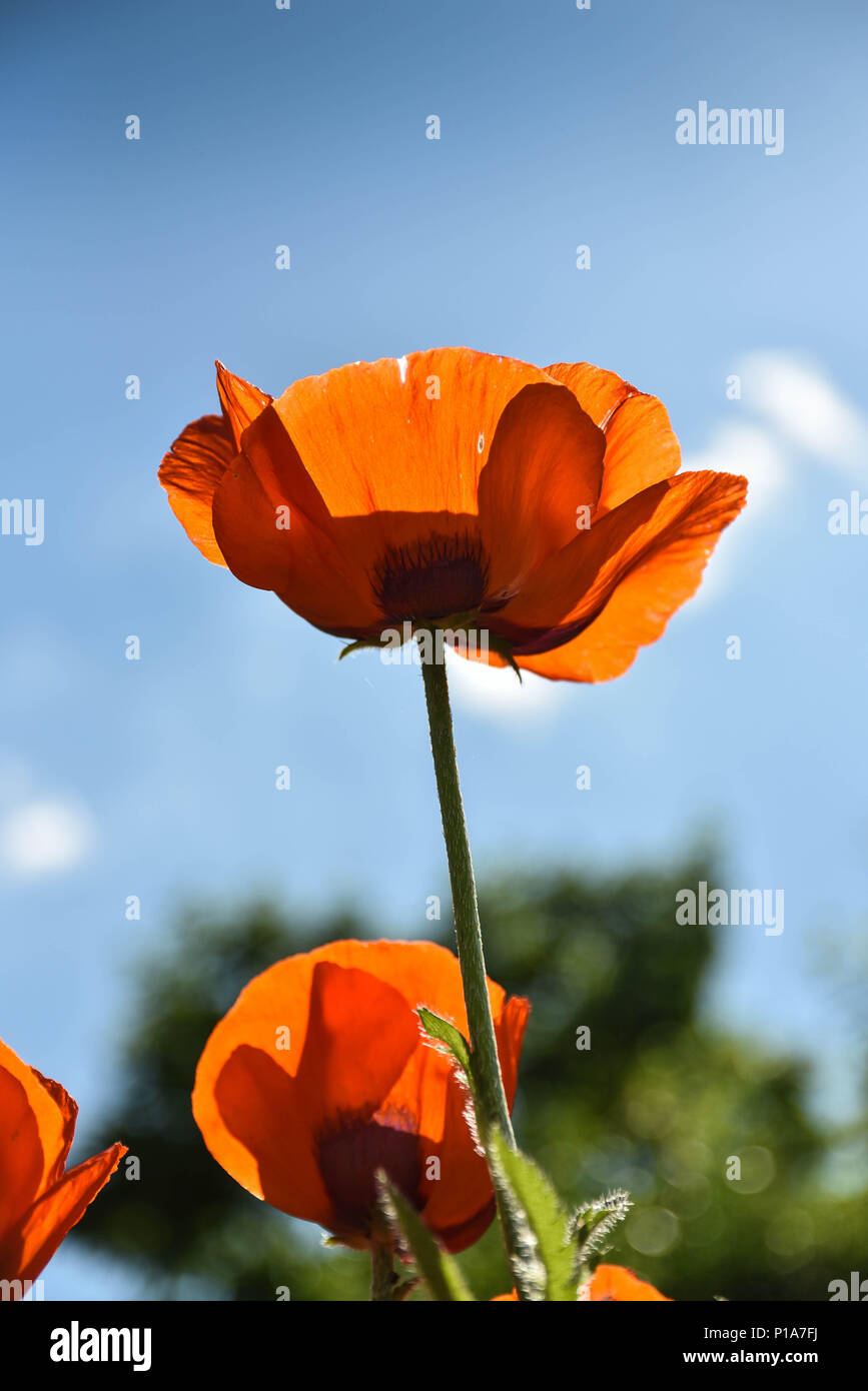 Standing petals hi-res stock photography and images - Alamy