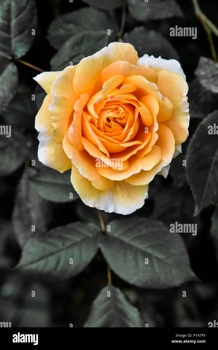 orange rose on a black and white backgrounddark background Stock Photo
