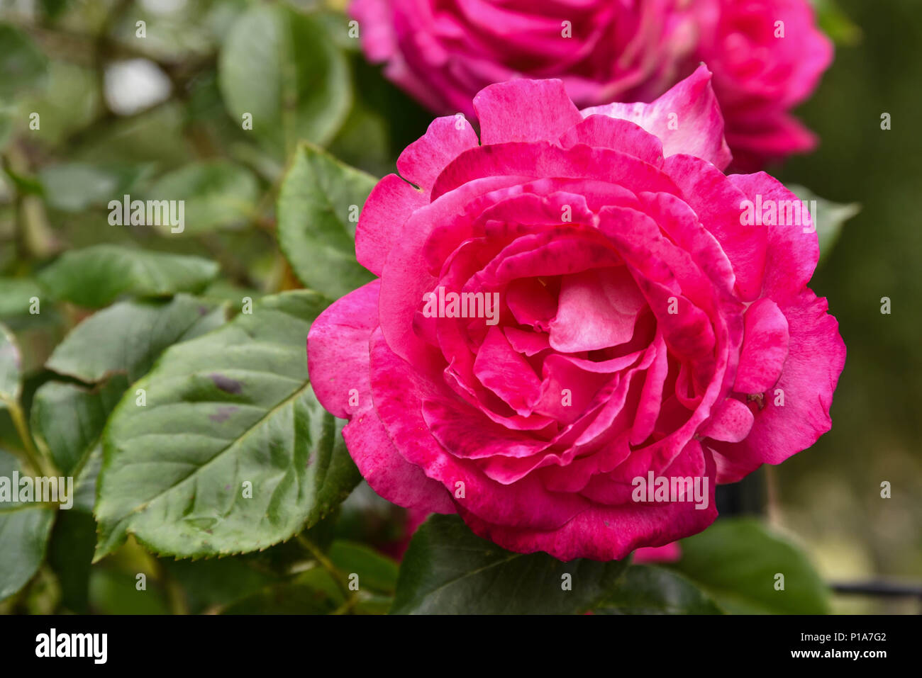 a red pink rose on a green background Stock Photo