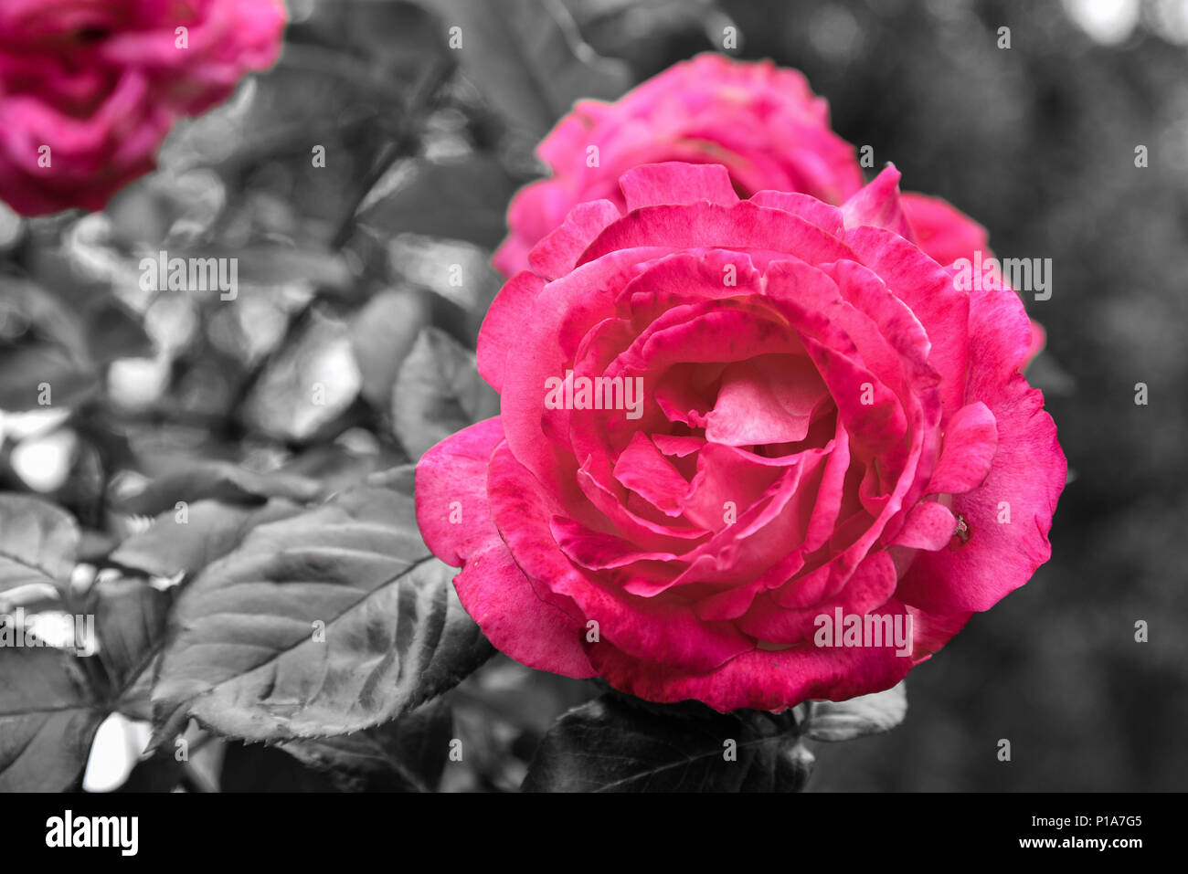 a pink rose on a recoloured black and white background Stock Photo