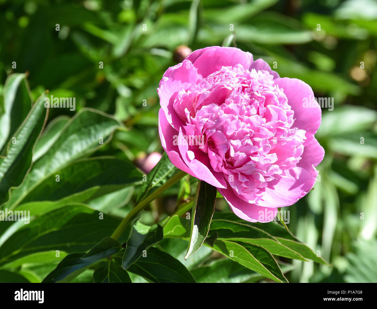 a pink rose with a green bush in the background Stock Photo